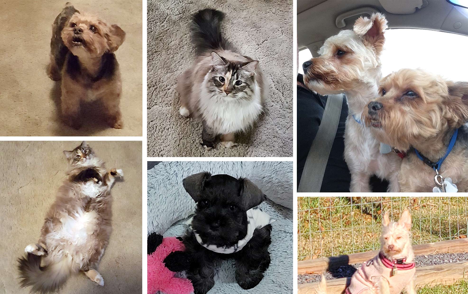 image collage of Christopher's dogs and cats