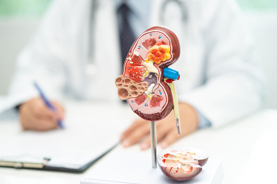 Kidney model displayed during a medical consultation